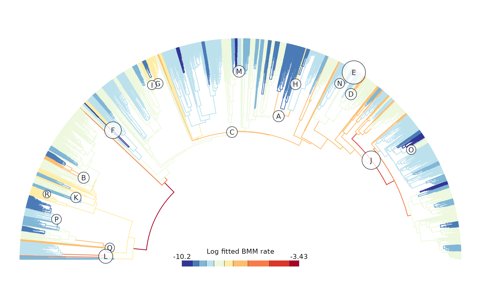 **Figure 1. Focal rate-increase nodes overlaid on the Berv et al. branch-rate tree.** Branch colors use the same Fisher-binned reversed RdYlBu log-rate palette as Berv et al. (2026). White lettered circles mark inferred shifts to faster fitted BMM regimes, with marker size following the square-root scaling of percent rate change used in that figure.