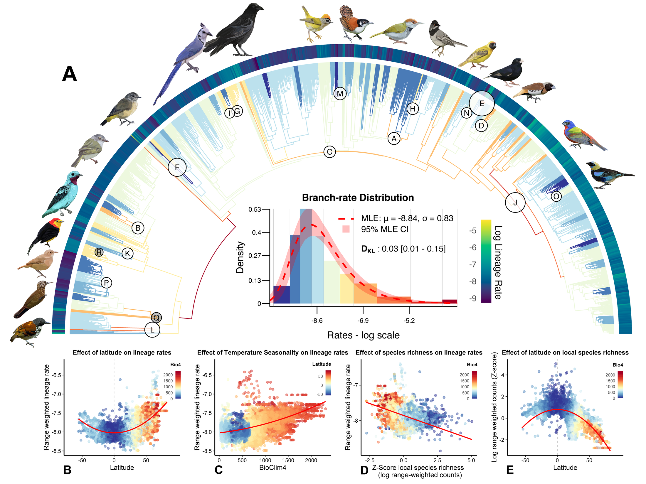 Figure 1 from Berv et al. (2026), showing the focal phylogenetic rate-shift analysis and associated spatial summaries.