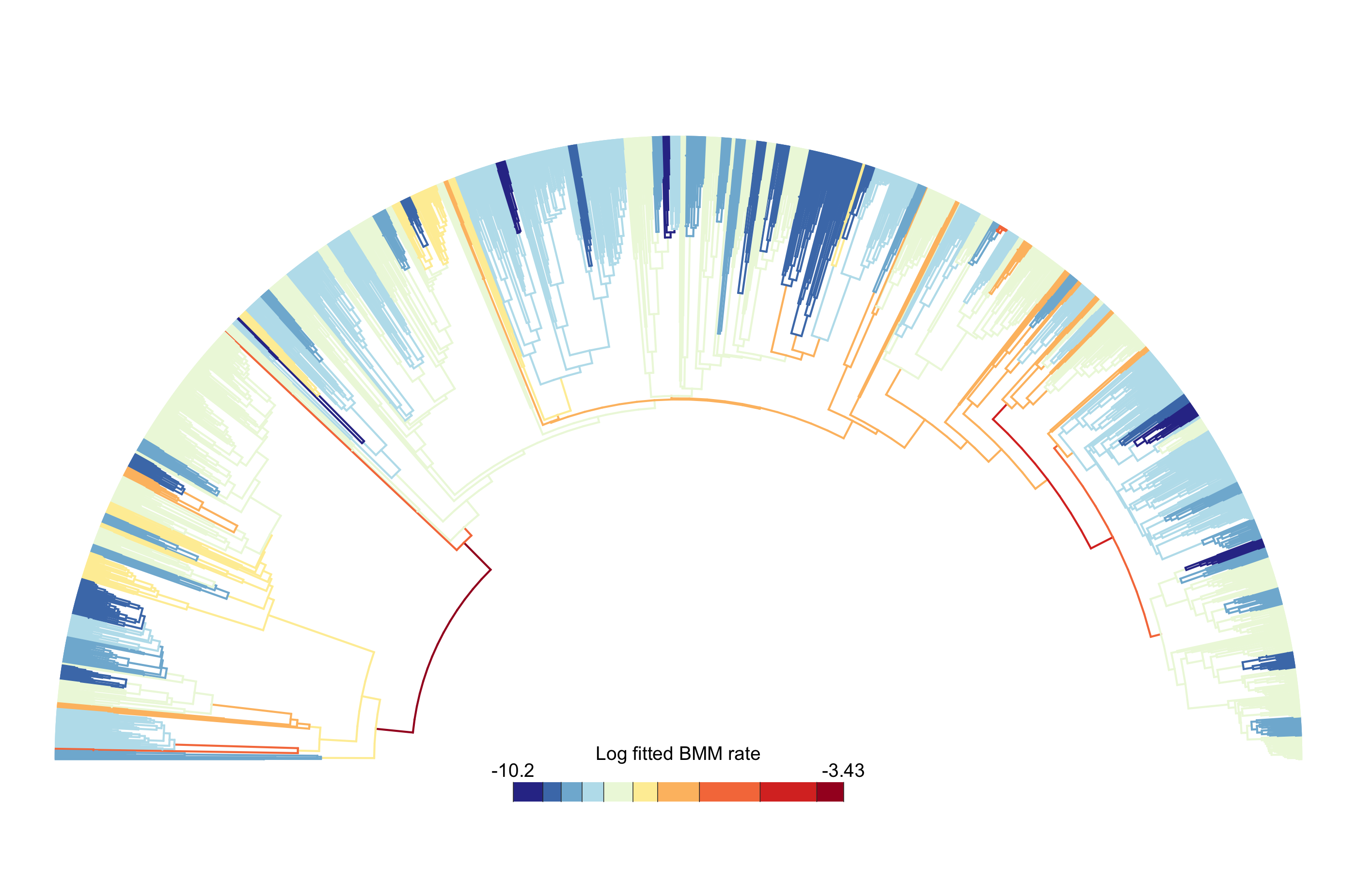 Arc-style passerine phylogeny with no tip labels. Branches are colored from blue through pale yellow to red according to Fisher-binned log fitted BMM rates.