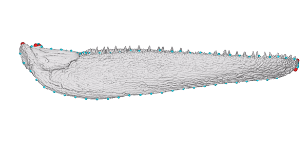 Animated jaw model of *Gogosardina coatesi* showing landmark layout