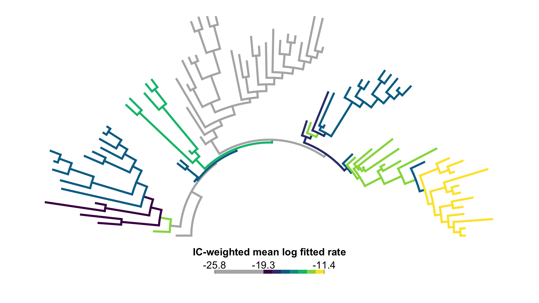 Arc-style phylogenetic tree with grey near-zero branches and colored IC-weighted branch log-rate categories across the jaw-shape threshold sweep.