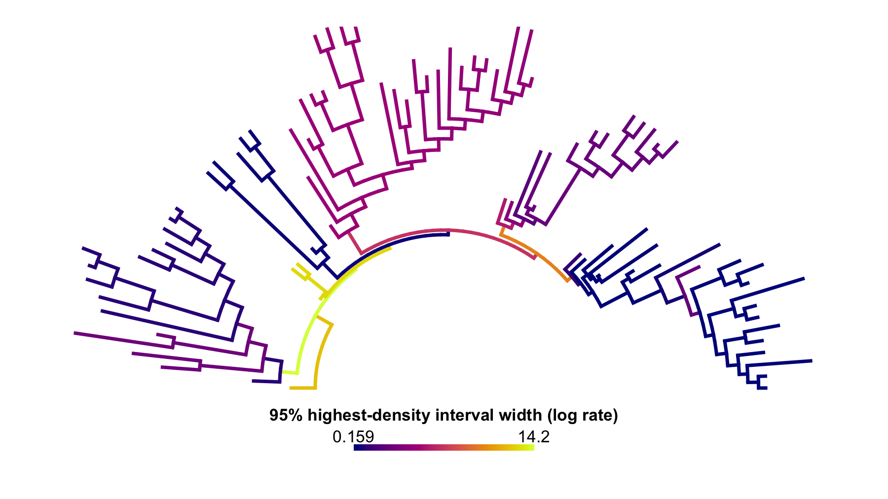 Arc-style phylogenetic tree with branches colored by the width of the across-threshold highest-density interval in fitted log-rate.