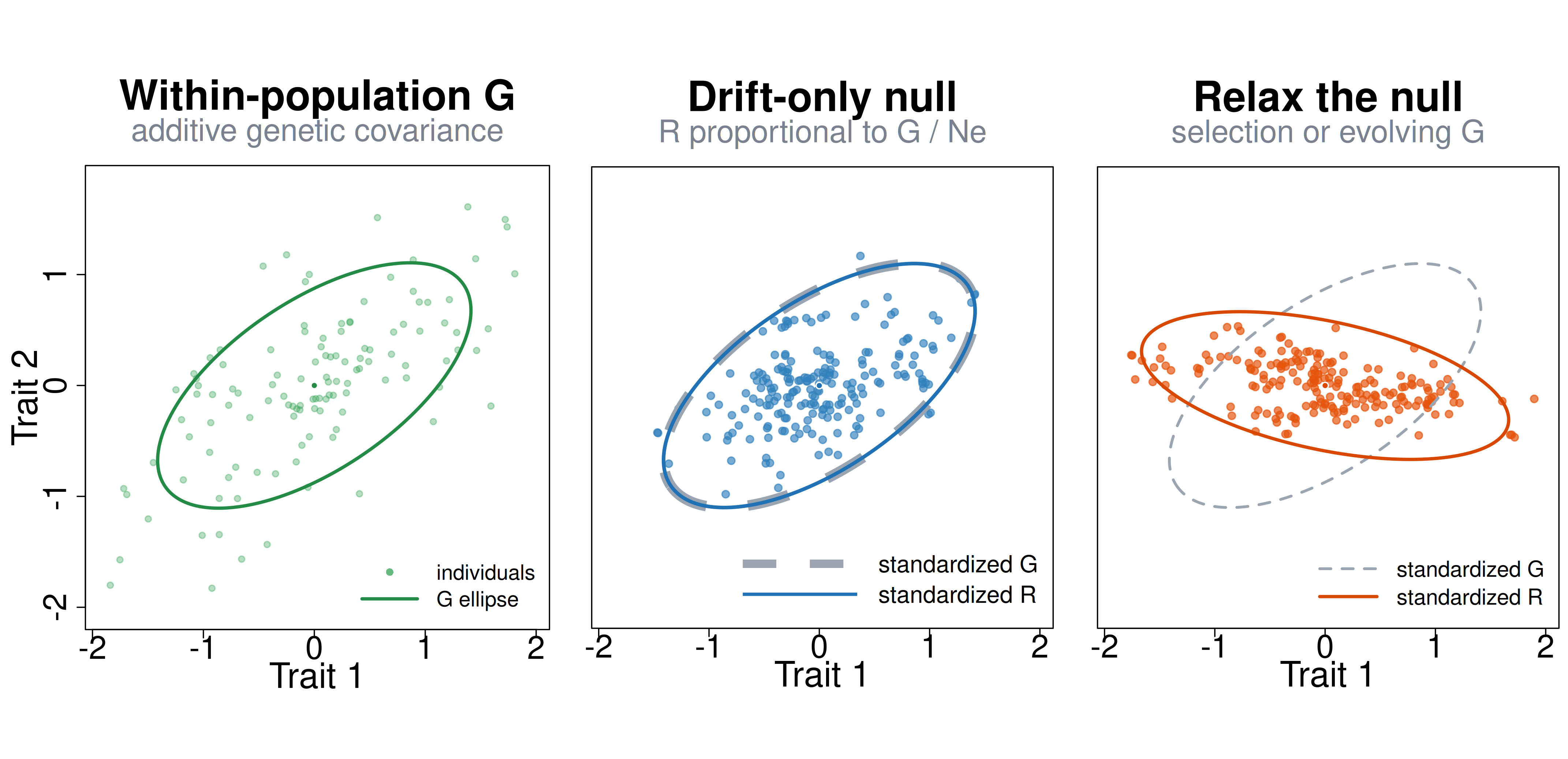Three-panel conceptual figure. Left: an individual-level cloud with a green covariance ellipse labeled G. Middle: a lineage-level cloud with a blue ellipse matching a dashed gray G ellipse, illustrating proportionality under drift. Right: a lineage-level cloud with an orange ellipse rotated relative to the dashed gray G ellipse, showing that macroevolutionary covariance can differ from G when assumptions are relaxed.