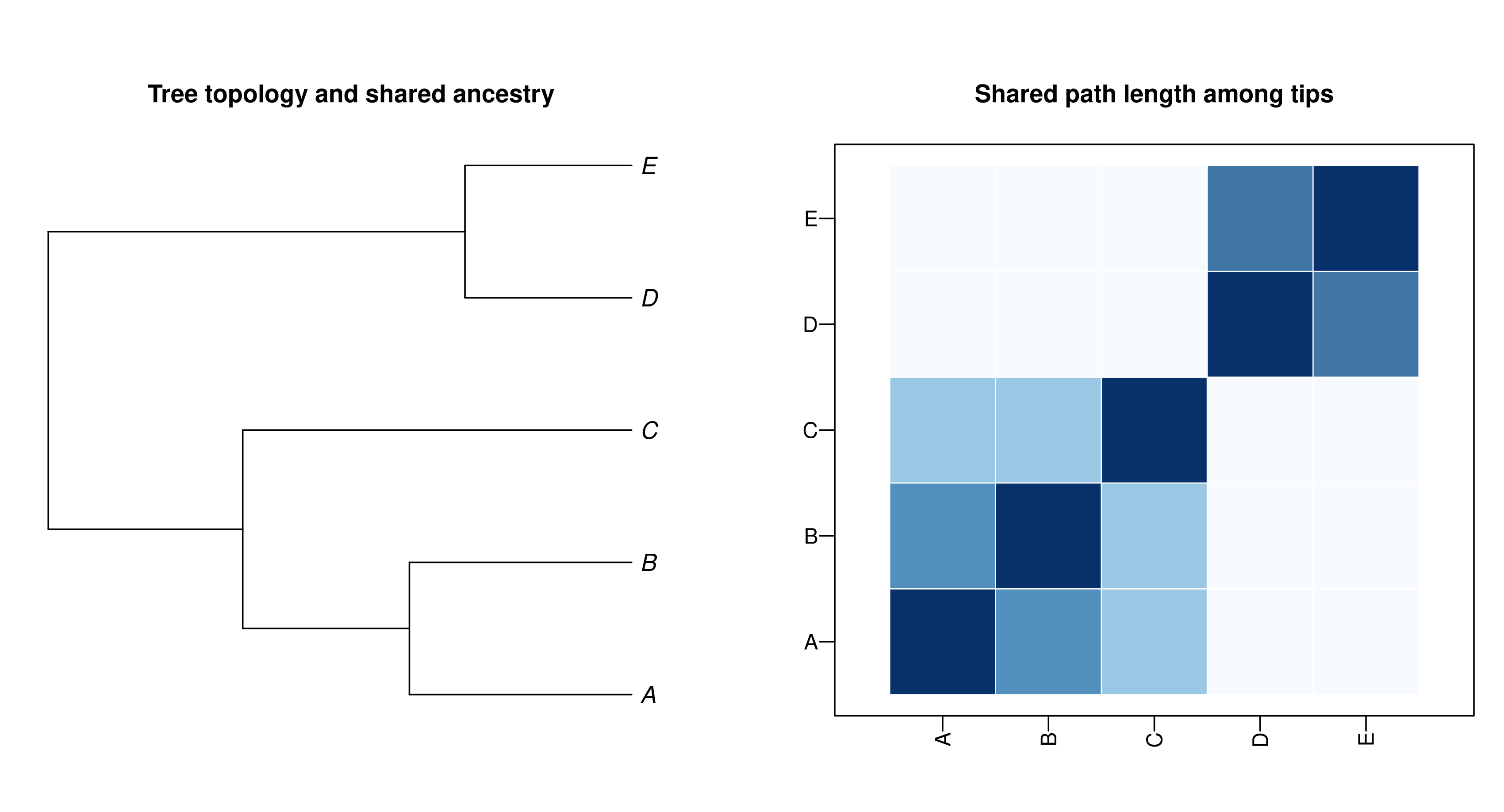 Two-panel figure showing a five-tip phylogeny on the left and a heatmap of shared branch lengths among the same tips on the right.