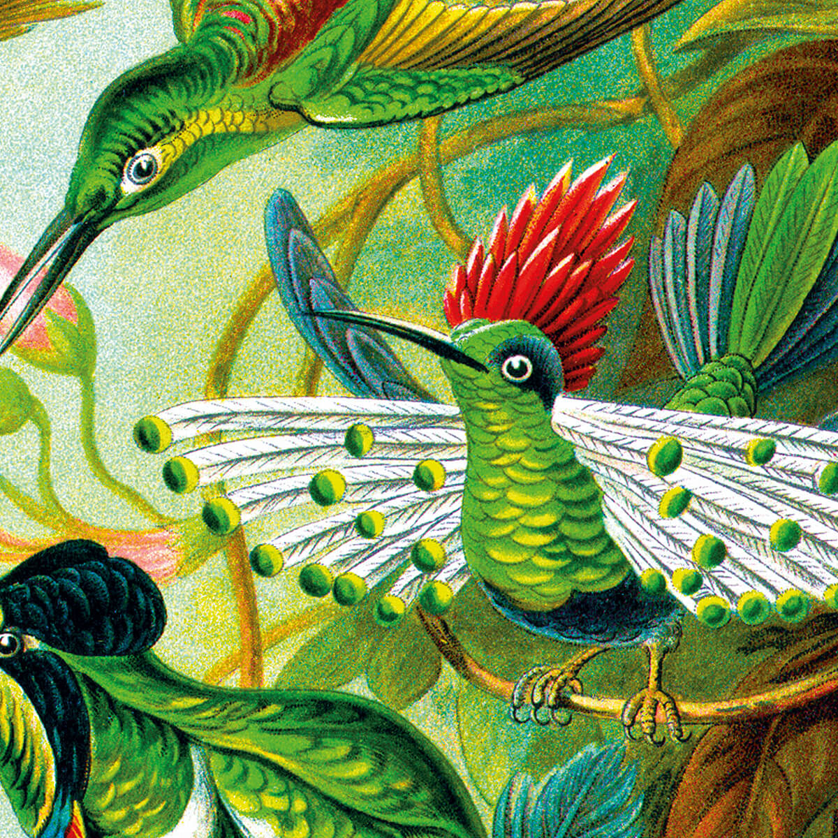 Ernst Haeckel Hummingbirds Plate #99